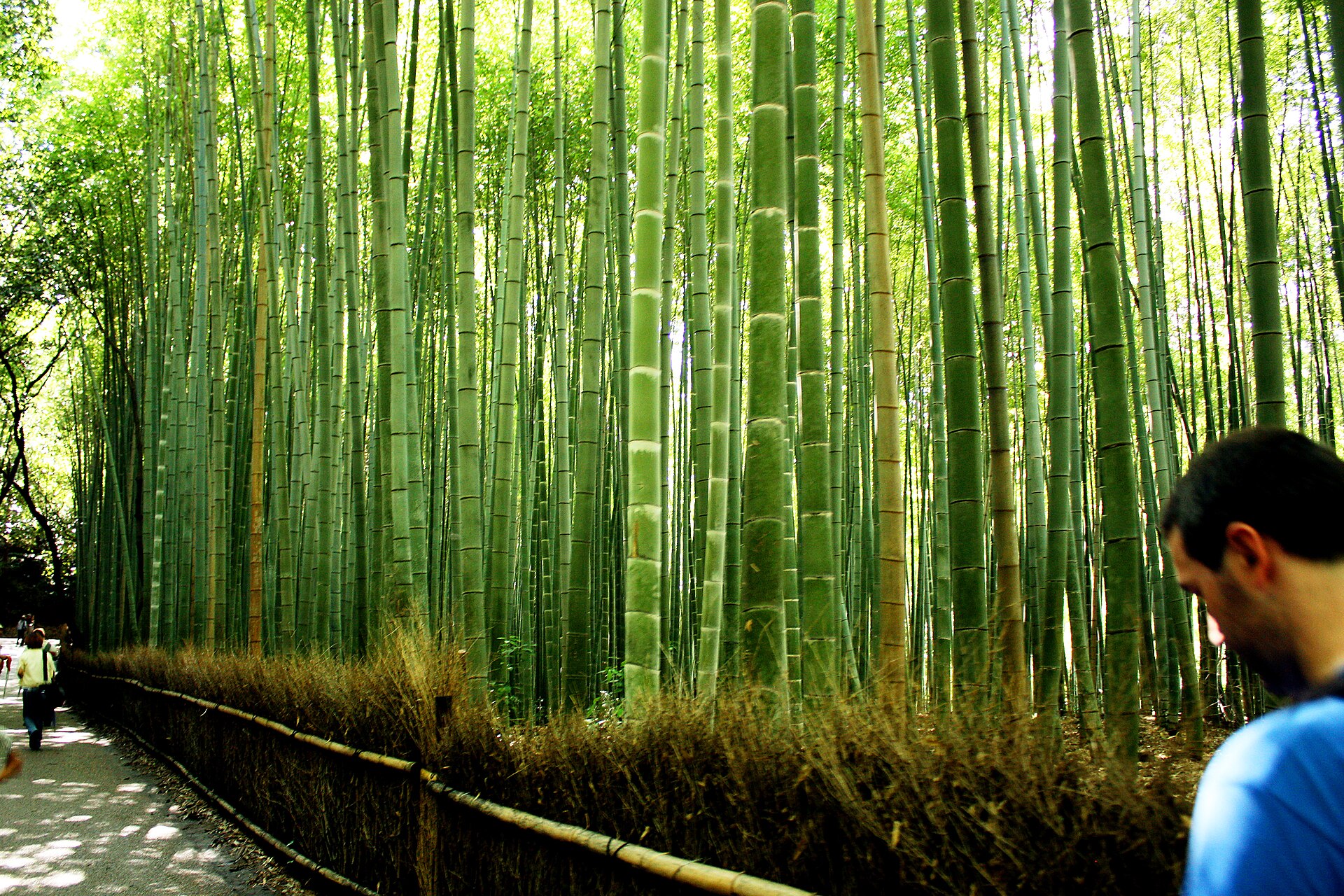 A path running through the Arashiyama bamboo grove in Kyoto, with tall green bamboo stems on both sides.