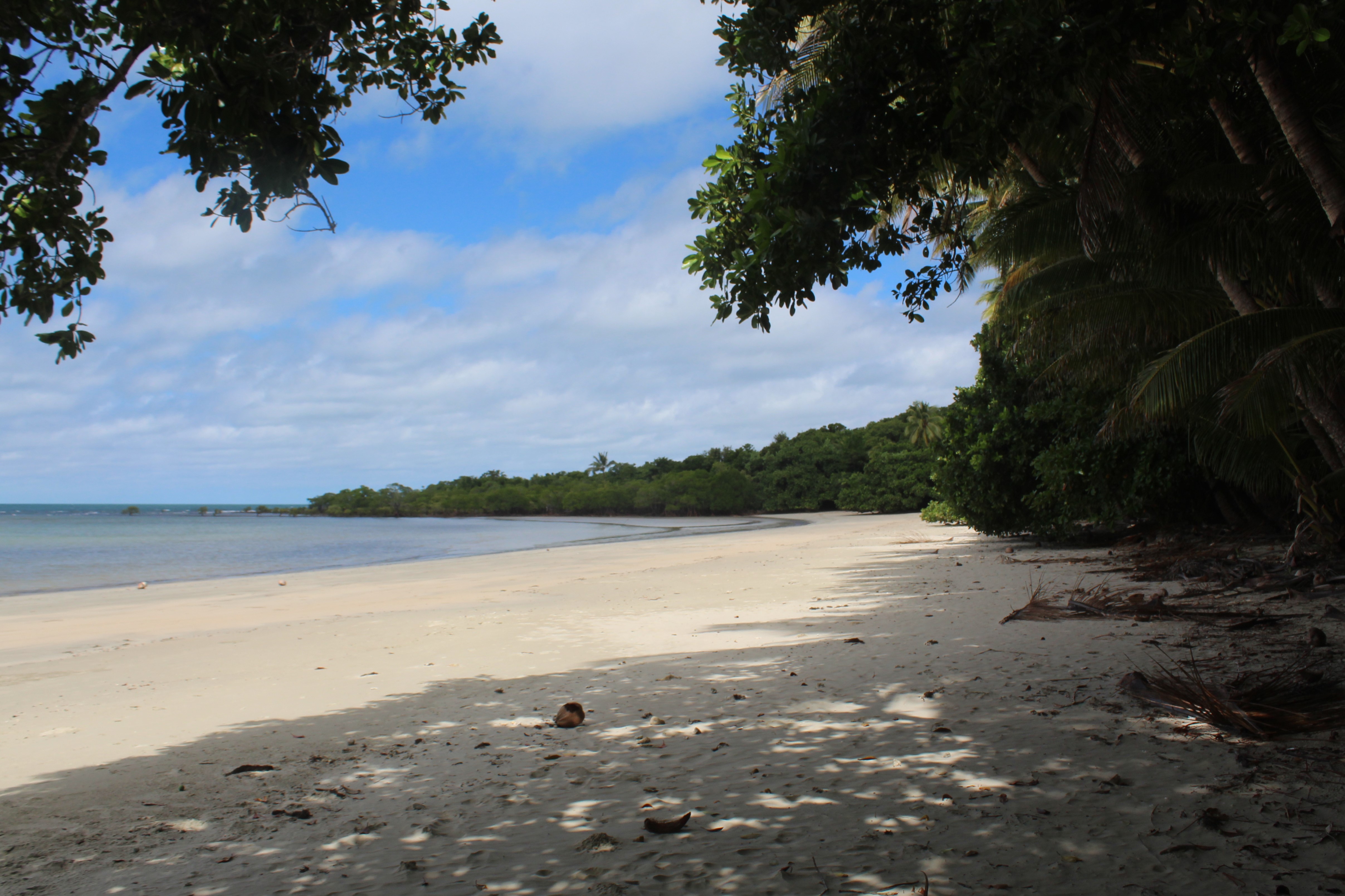 The rainforest meeting the coast near Cape Tribulation in the Daintree, north of Cairns.