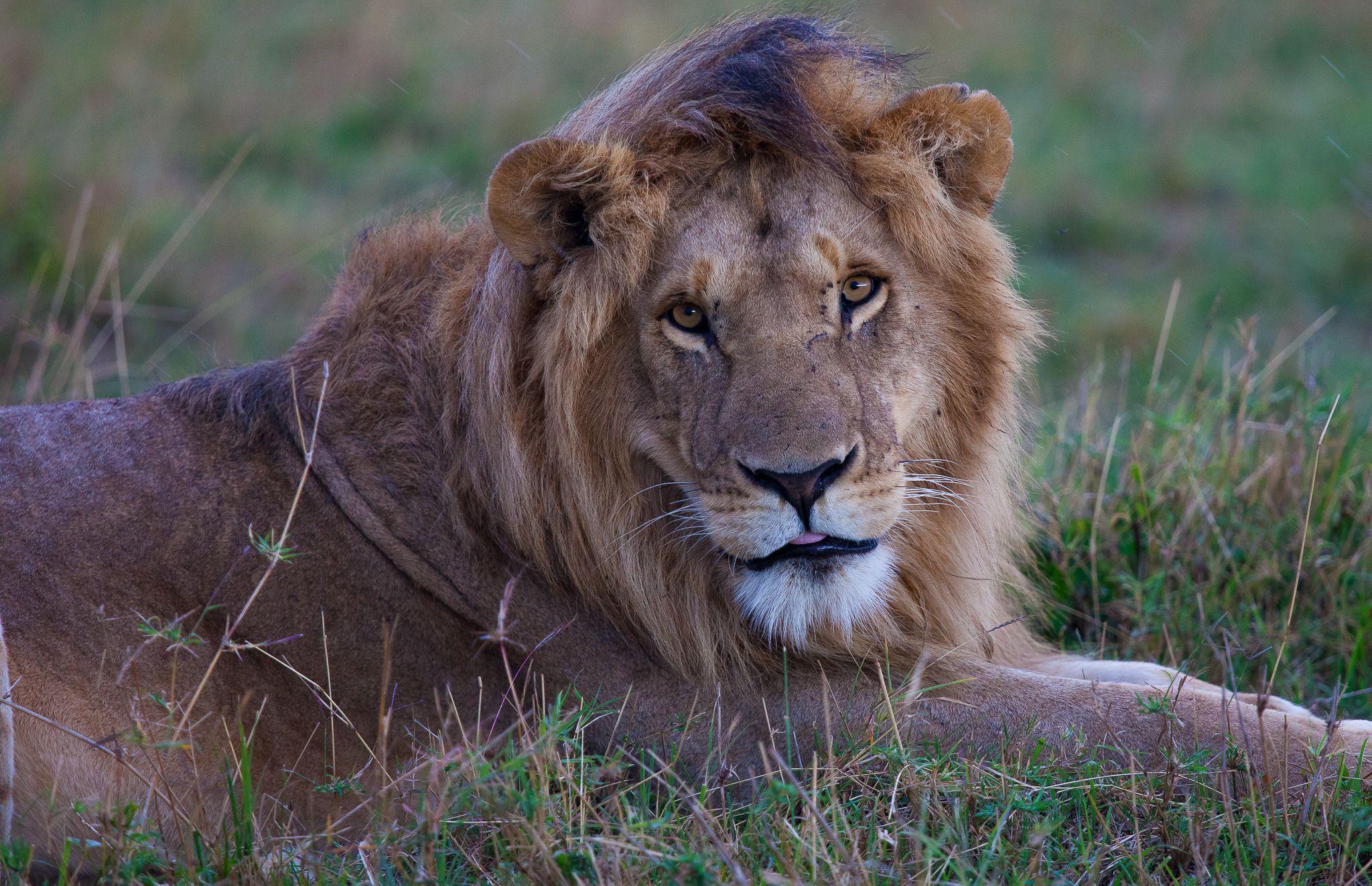 An adult male lion resting in short grass in the Masai Mara National Reserve.