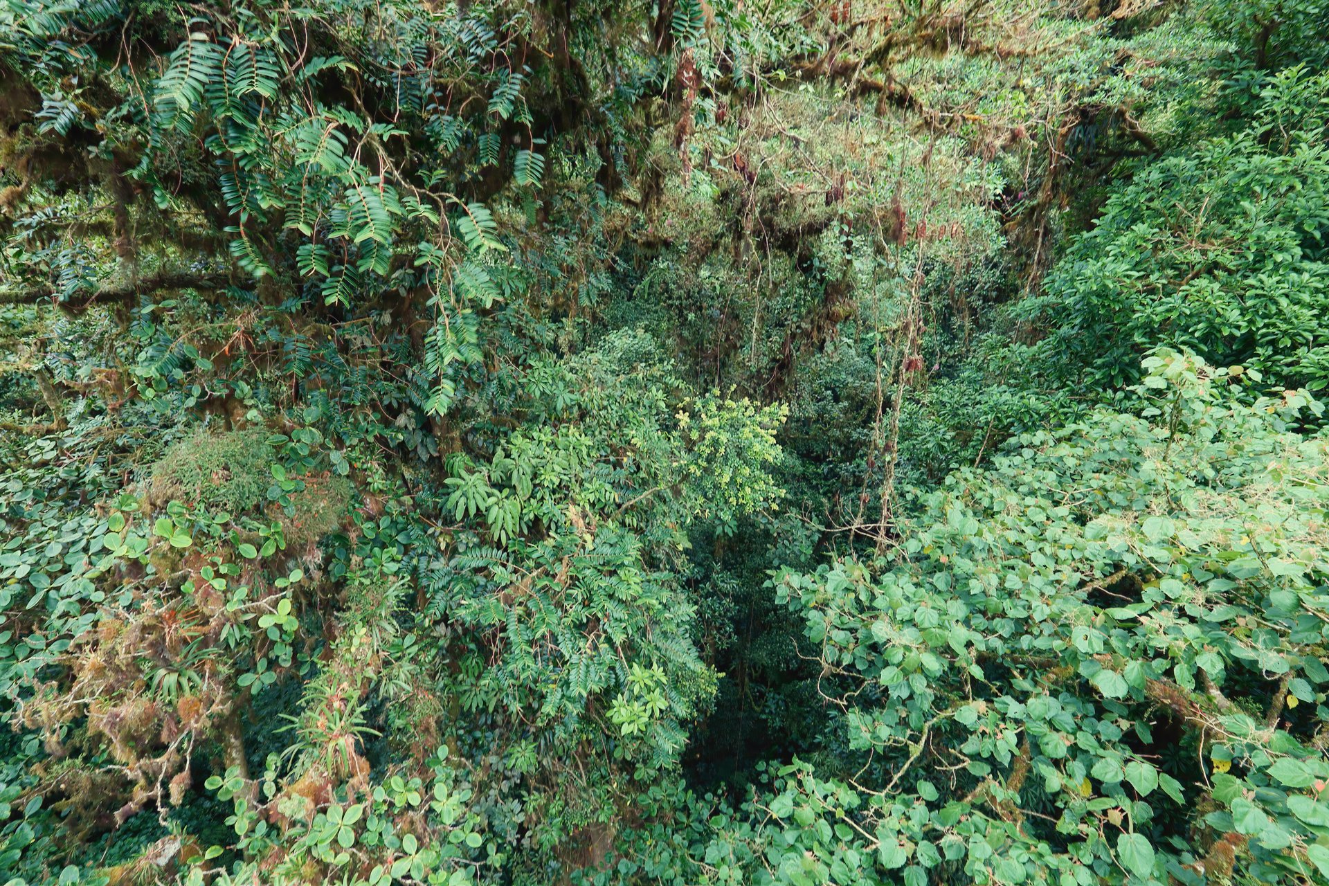 The Monteverde Cloud Forest seen from one of its suspension bridges, mist hanging over dense green canopy.
