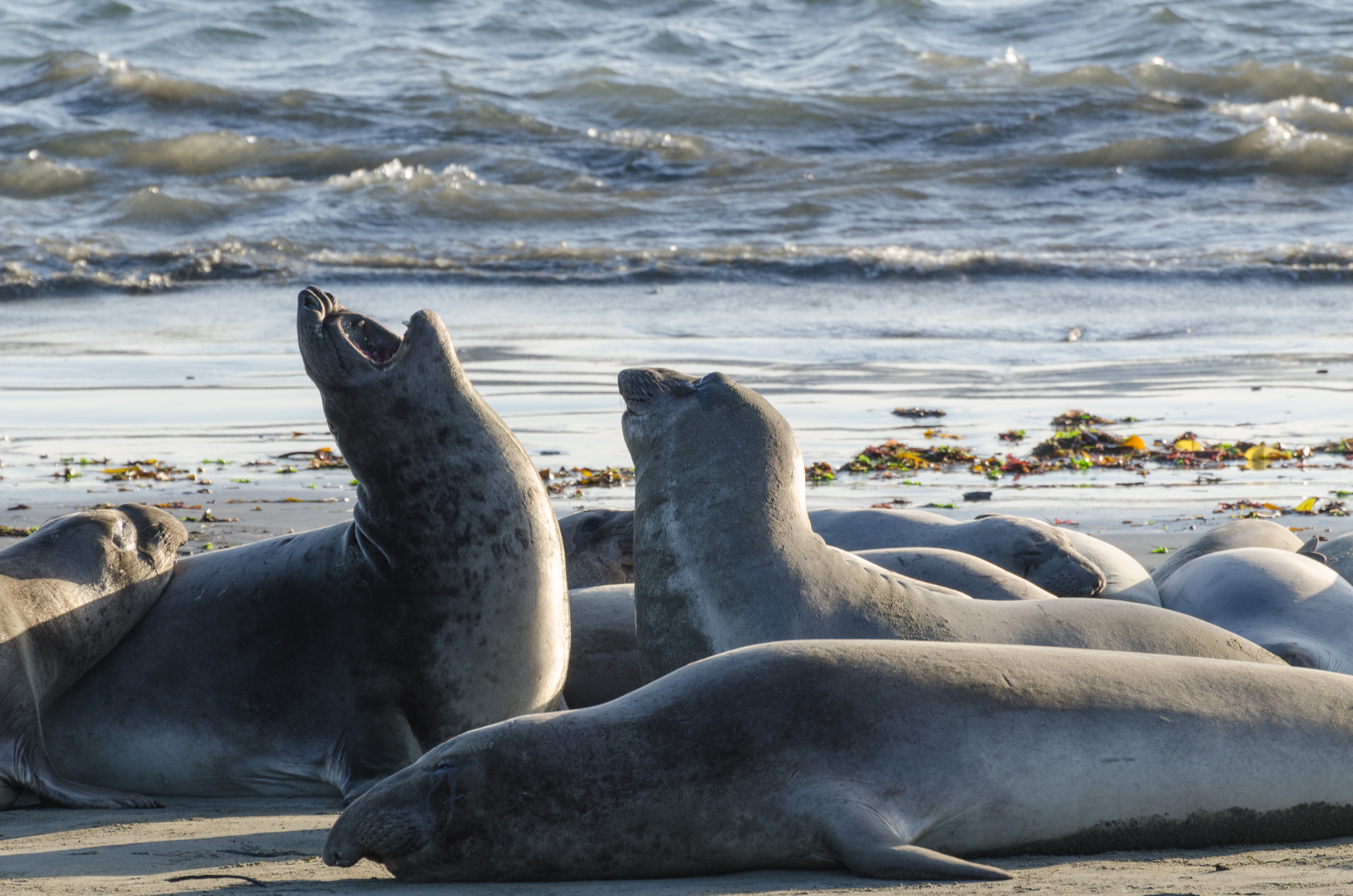 Northern elephant seals hauled out on the beach at the Piedras Blancas rookery, directly beside Highway 1 near San Simeon.