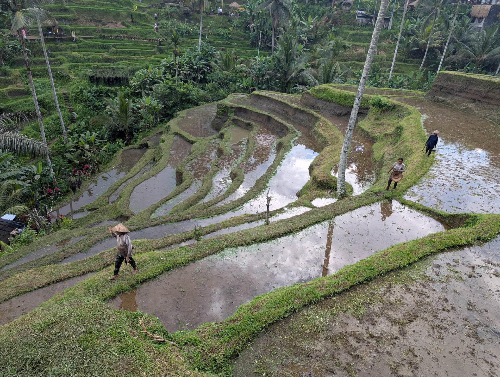 Tiered green rice paddies cascading down a hillside at the Tegalalang Rice Terrace near Ubud, Bali.