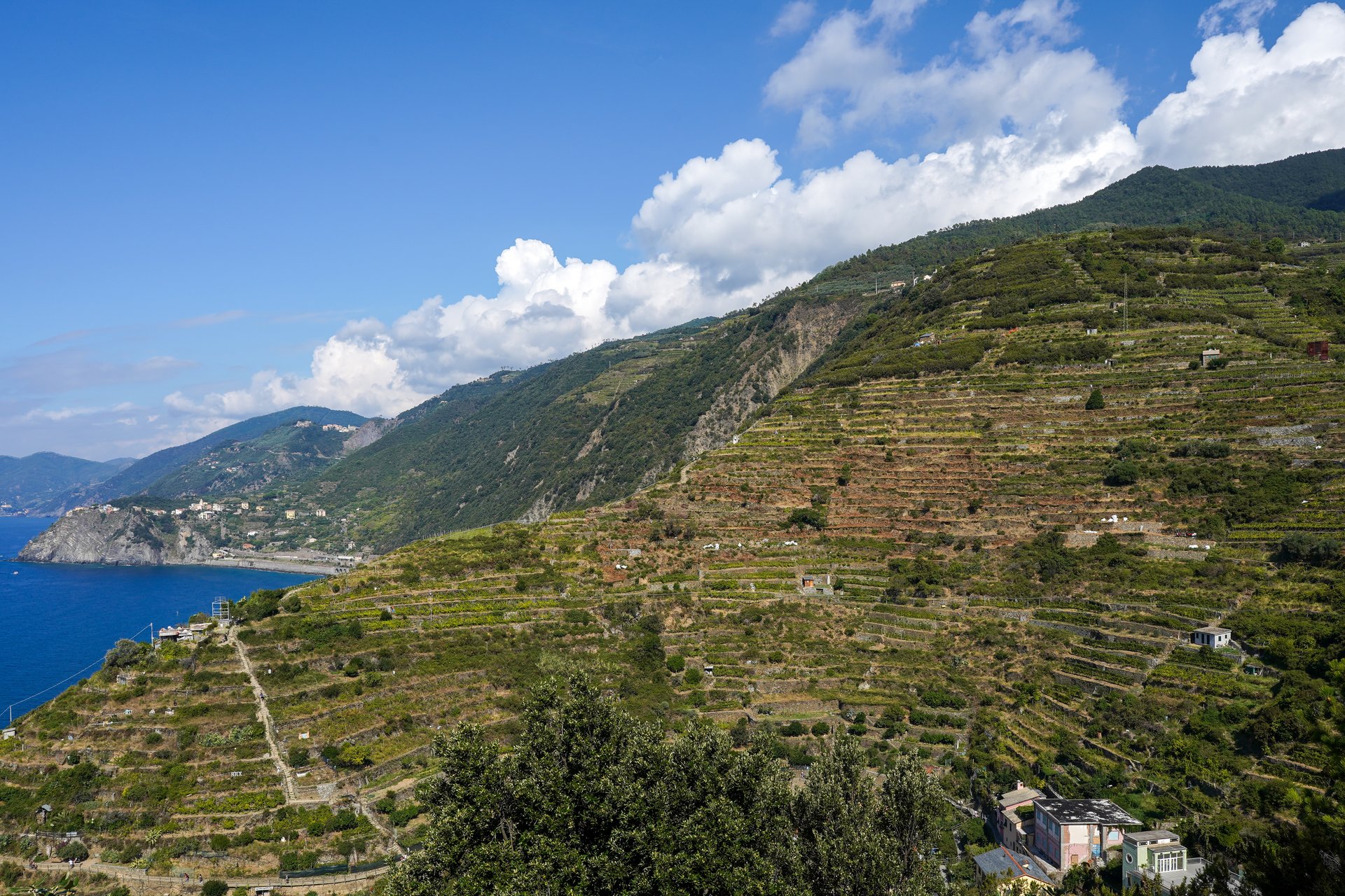 Steep stone-walled vineyard terraces climbing the hillside above the coast near Manarola, cut by a narrow path.