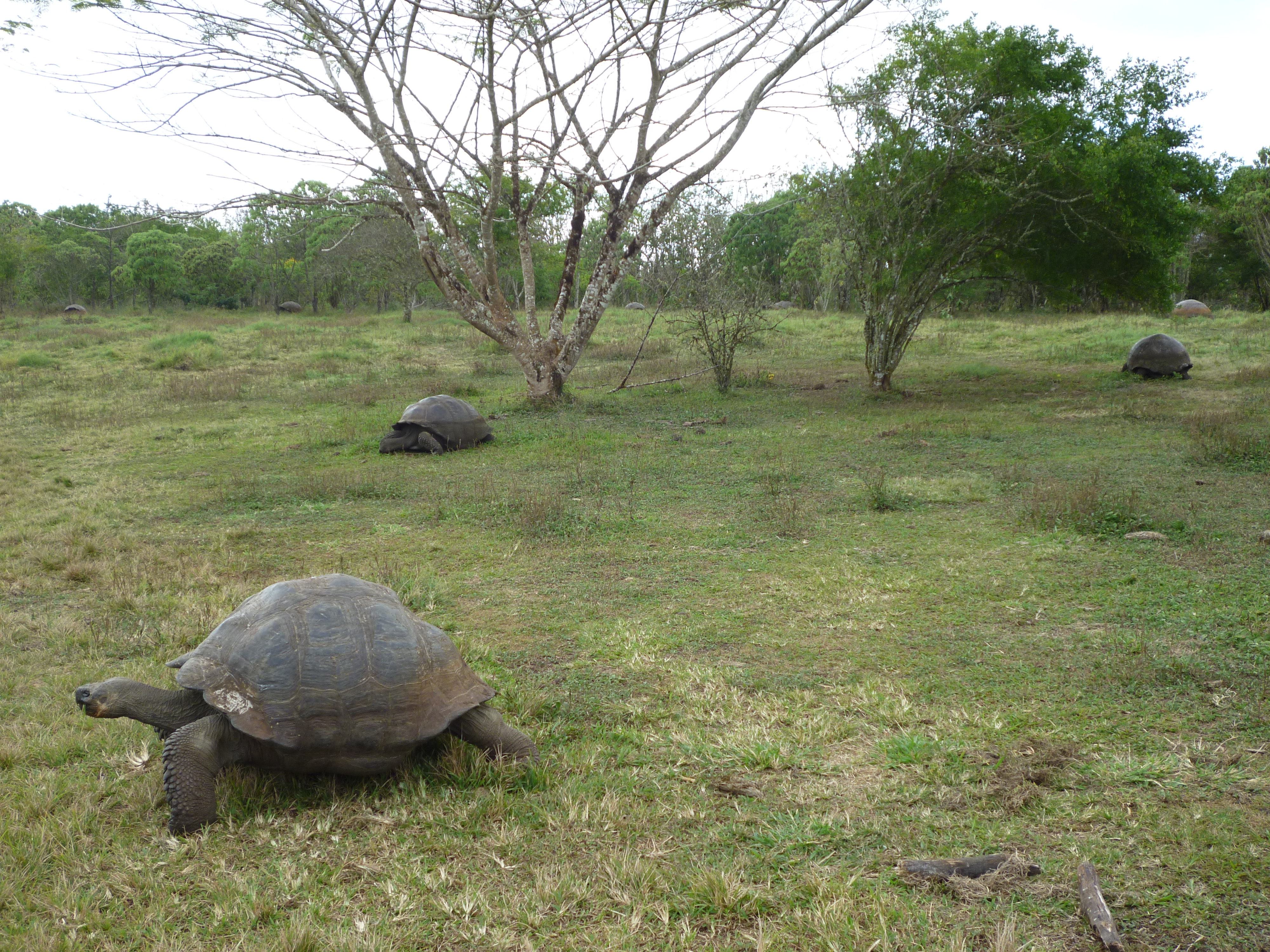 Galapagos giant tortoises grazing in open highland grassland on Santa Cruz Island, with several more visible in the distance.