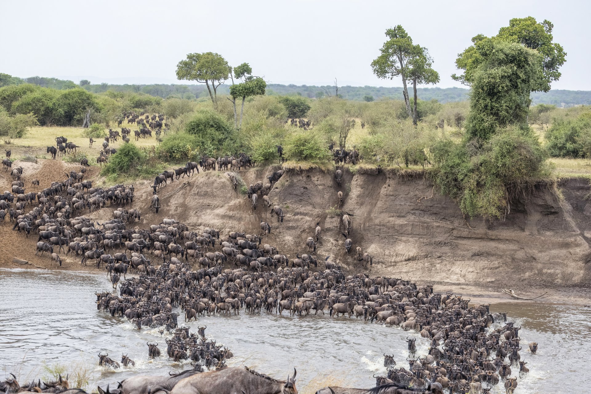A line of wildebeest crossing the Mara River, several already in the water, dust rising from the far bank where hundreds more wait to follow.